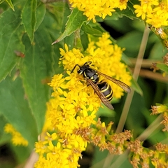 Vespula alascensis