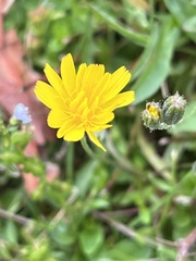 Crepis capillaris