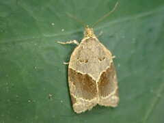 Clepsis dumicolana