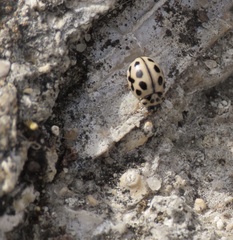 Tytthaspis sedecimpunctata