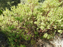 Arctostaphylos × media