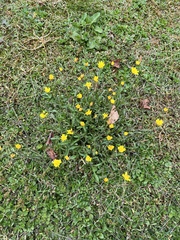 Crepis capillaris