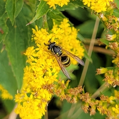 Vespula alascensis