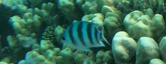 Abudefduf sexfasciatus