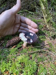 Russula olivacea