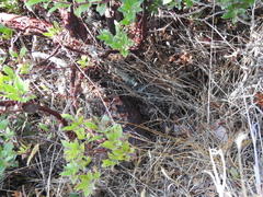 Arctostaphylos × media