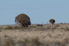 Aloidendron dichotomum