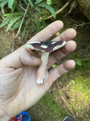 Russula olivacea