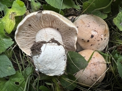 Hebeloma crustuliniforme