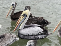 Pelecanus thagus