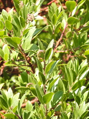 Arctostaphylos × media