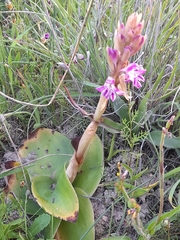 Satyrium erectum