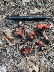 Cortinarius sanguineus