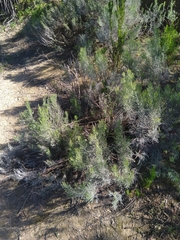 Dicerothamnus rhinocerotis