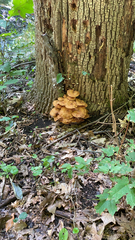 Armillaria