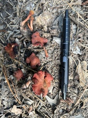 Cortinarius sanguineus