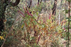 Phytolacca icosandra