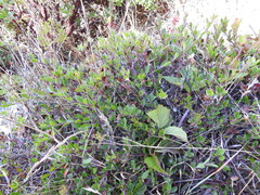 Arctostaphylos × media