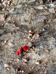 Dasymutilla erythrina