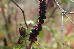 Phytolacca icosandra