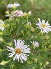 Symphyotrichum prenanthoides