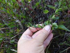 Arctostaphylos × media