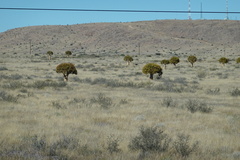 Aloidendron dichotomum