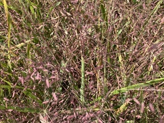 Eragrostis spectabilis