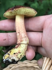 Hemileccinum rubropunctum