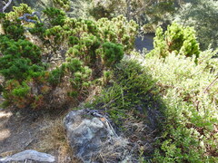 Arctostaphylos × media