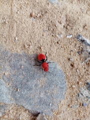Dasymutilla erythrina