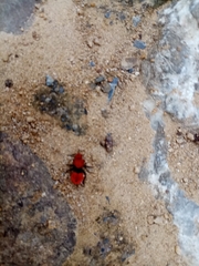 Dasymutilla erythrina