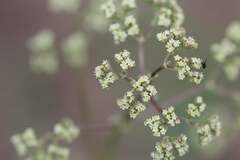 Valeriana edulis procera
