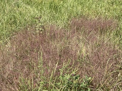 Eragrostis spectabilis