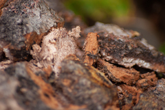 Lycosoidea