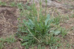 Valeriana edulis procera