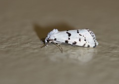 Grotella binda