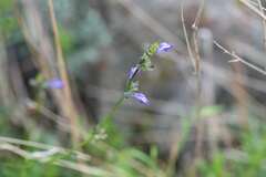 Salvia laevis