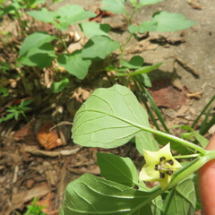 Physalis cinerascens