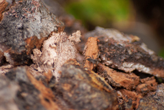 Lycosoidea