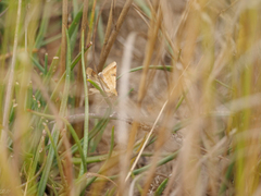 Heliothis peltigera