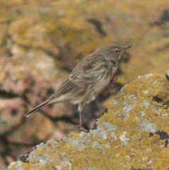 Anthus petrosus