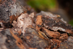Lycosoidea