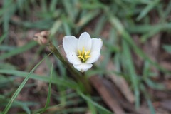Zephyranthes fosteri