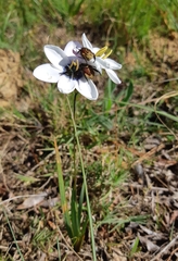 Ixia versicolor