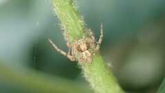 Philodromus
