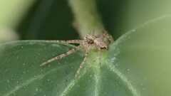 Philodromus