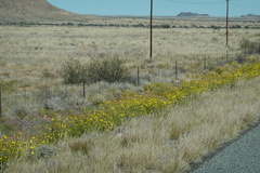 Osteospermum microcarpum
