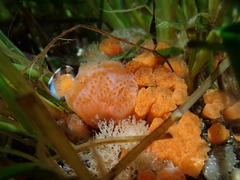 Aplidium californicum