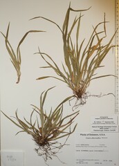 Carex abscondita